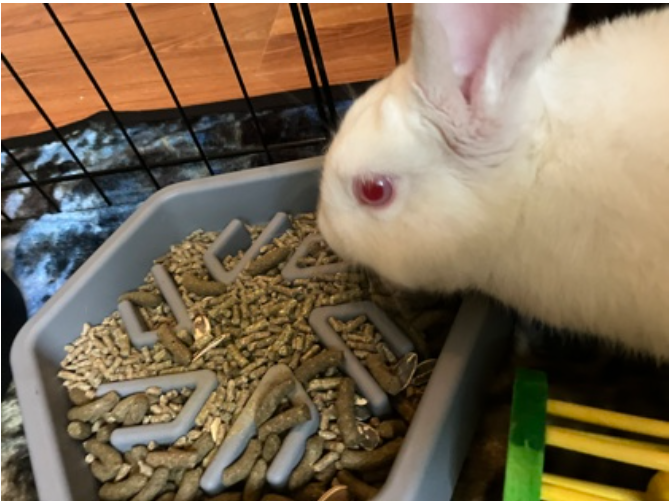 Benjamin Bunny